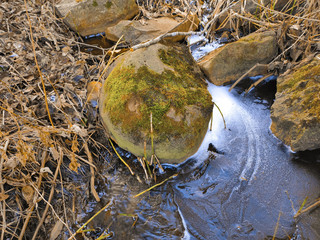 A forest stream covered with ice and snow flows from under a stone among the fallen leaves close up