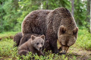 Obraz premium Brown bears. She-bear and bear-cubs in the summer forest. Green forest natural background. Scientific name: Ursus arctos.
