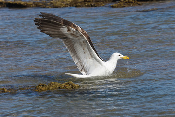 Kelp Gull In Seawater With Wings Spread (Larus dominicanus), Mossel Bay, South Africa