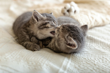 Cute tabby kitten sleeping, hugging, kissing on white paid at home. Newborn kitten, Baby cat, Kid animal and cat concept. Domestic animal. Home pet. Cozy home cat, kitten. Love