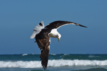 Kelp Gull In Flight By The Sea (Larus dominicanus), Mossel Bay, South Africa
