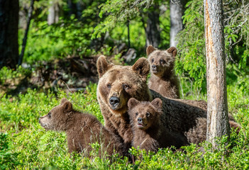 Brown bears. She-bear and bear-cubs  in the summer forest. Green forest natural background. Scientific name: Ursus arctos.