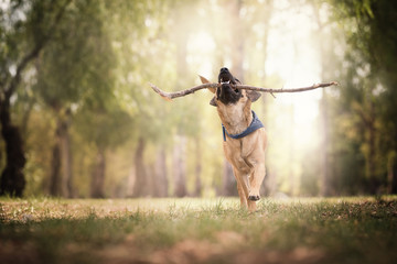 Retrato de cachorros