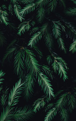 Fototapeta na wymiar Wald Baum Hintergrund Forest Wallpaper Leaves Simply Minimalistic Design 