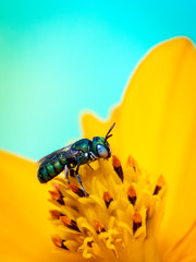 Image of cuckoo wasp (Chrysididae) on yellow flower pollen collects nectar on a natural background. Insect. Animal.
