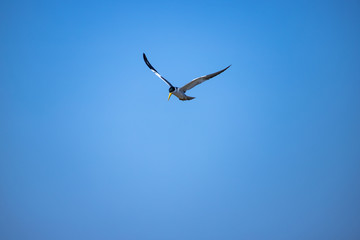 A large-billed tern (Phaetusa simplex)  flies in blue sky. Freedom concept. Copy space.