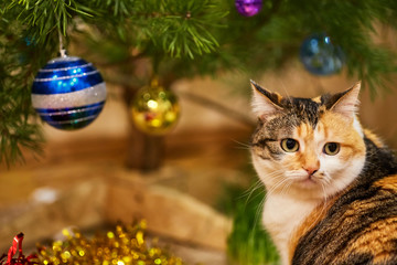 cute cat sitting in a tree near the Christmas decorations and looking at the garland.