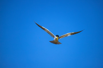 A large-billed tern (Phaetusa simplex)  flies in blue sky. Freedom concept. Copy space.