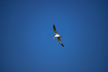 A large-billed tern (Phaetusa simplex)  flies in blue sky. Freedom concept. Copy space.