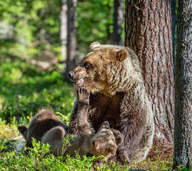 Fototapeta na wymiar Brown bears. She-bear and bear-cubs in the summer forest. Green forest natural background. Scientific name: Ursus arctos.