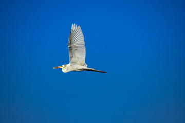 Great Egret (ardea alba) flies in blue sky. Freedom concept. Copy space.