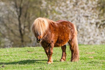 Pony