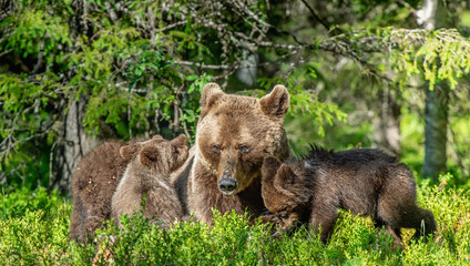 Brown bears. She-bear and bear-cubs  in the summer forest. Green forest natural background....