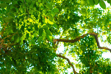 Green tree flora leaf of Burma Padauk against sun light