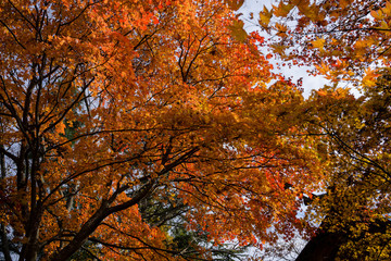 舞鶴山愛宕神社