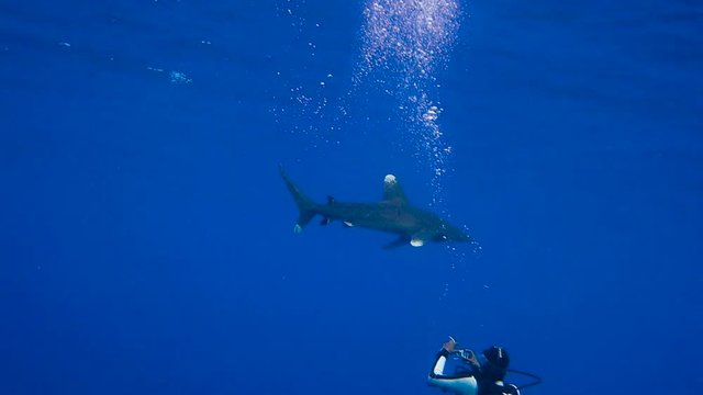 An Oceanic white tip shark or Longimanus and pilot fish swims slowly near surface at Elphinstone Reef, Red Sea, Egypt. Full HD underwater footage.