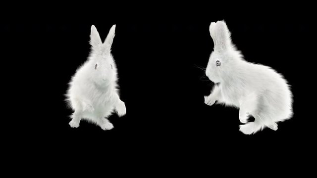 rabbit CG fur 3d rendering animal realistic CGI VFX Animation Loop Crowd dance composition 3d mapping cartoon, (with Alpha Channel)