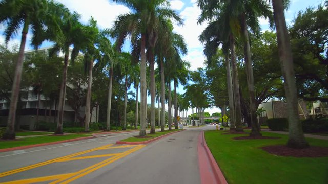 Entrance road University of Miami palm tree rows