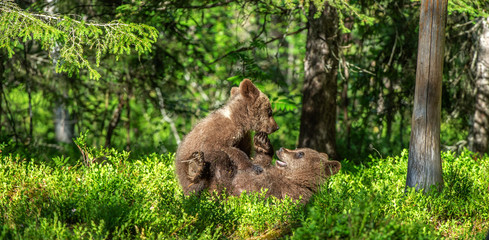 Obraz premium Brown Bear Cubs playfully fighting, Scientific name: Ursus Arctos Arctos. Summer green forest background. Natural habitat.
