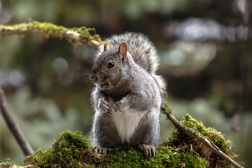 Eastern gray squirrel, known as the grey squirrel is native animal  to eastern North America