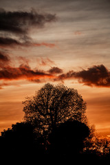 Arboles en un atardecer