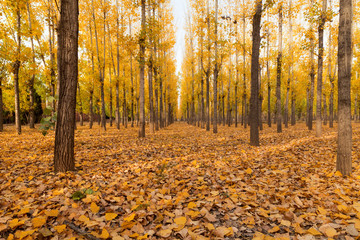 The leaves on the trees turn yellow and fall to the ground in autumn