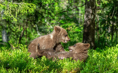 Brown Bear Cubs playfully fighting, Scientific name: Ursus Arctos Arctos. Summer green forest background. Natural habitat.