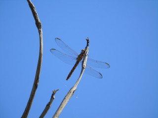 Libélula