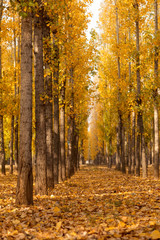The leaves on the trees turn yellow and fall to the ground in autumn