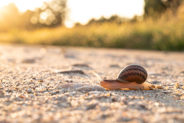 Snail walking over a sandy path in sunset