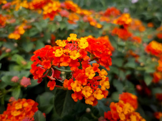 red flowers in the garden
