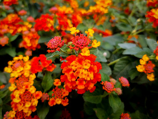 red flowers in the garden