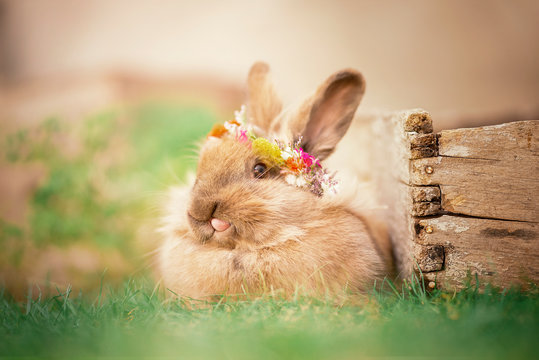 Retrato de un conejo