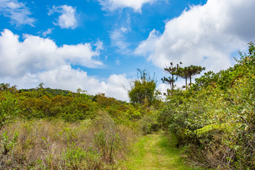 Fototapeta premium landscape with trees and blue sky