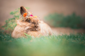 Retrato de un conejo