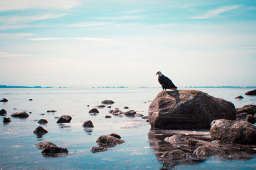 Eagle on a Rock