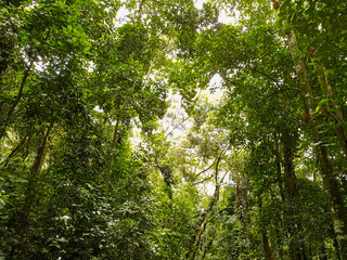 Linda paisagem tirada no Jardim Botanico do Rio de Janeiro