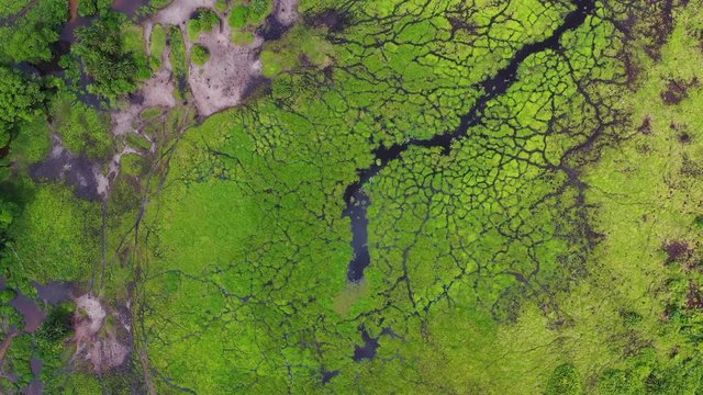 AeriaAerial view of a bai (saline, mineral clearing) in the rainforest, Congo