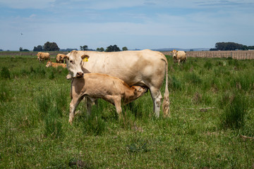 Naklejka na ściany i meble Beige cows of the blonde aquitaine breed. Little calf drinking milk from the mother.