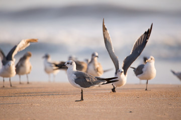 Seagulls on the beach in Florida