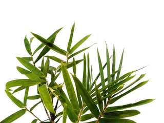 Obraz premium Tree with green leaves. The name of the plant is Bambusoideae. Bamboo leaf on white background.