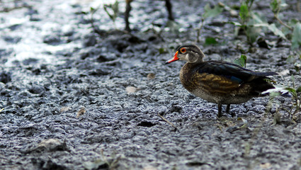 mallard duck