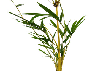 Obraz premium Tree with green leaves. The name of the plant is Bambusoideae. Bamboo leaf on white background.