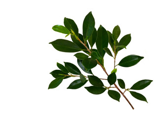 Banyan tree leaf or Ficus leaf frame, isolated on a white background, green leaf frame and natural leaves