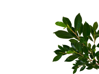 Fototapeta na wymiar Banyan tree leaf or Ficus leaf frame, isolated on a white background, green leaf frame and natural leaves