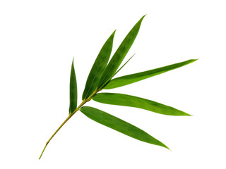 Tree with green leaves. The name of the plant is Bambusoideae. Bamboo leaf on white background.