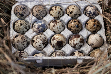 Obraz premium Quail eggs.