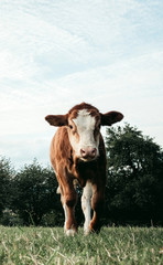 Kalb in der Natur im Schwarzwald