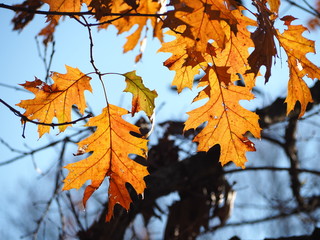 Naklejka na ściany i meble sunlit oak leaves fall foliage