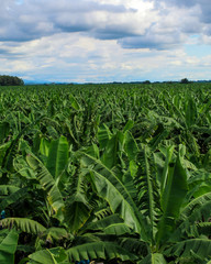 Plantación de banano © sebassgraphy
